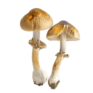 Shrooms