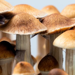 Mushrooms (3.5G)